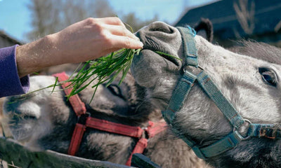 Equine-Feeding-Guide-for-GCC-Horses Horseuae