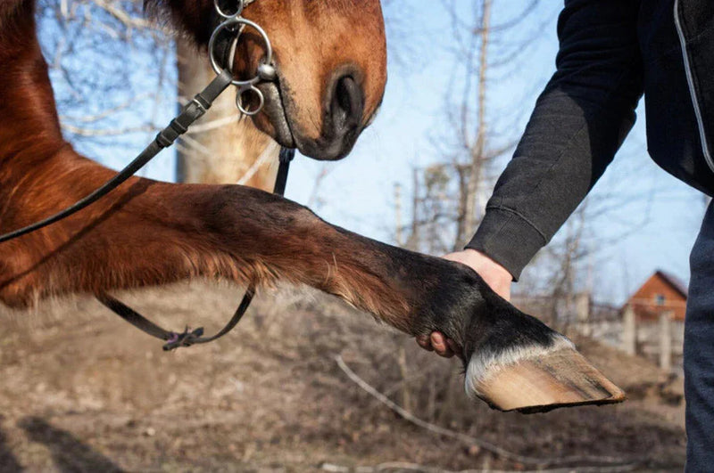 Complete-Hoof-Care-Tips-for-Healthy-Horses Horseuae