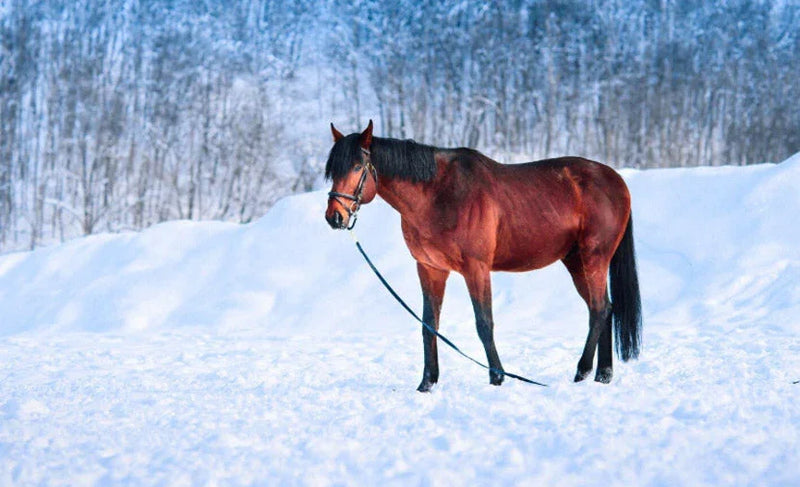 Winter-Horse-Care-Tips Horseuae