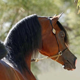 Billy Royal® Comfort Concho Original Thread Show Halter