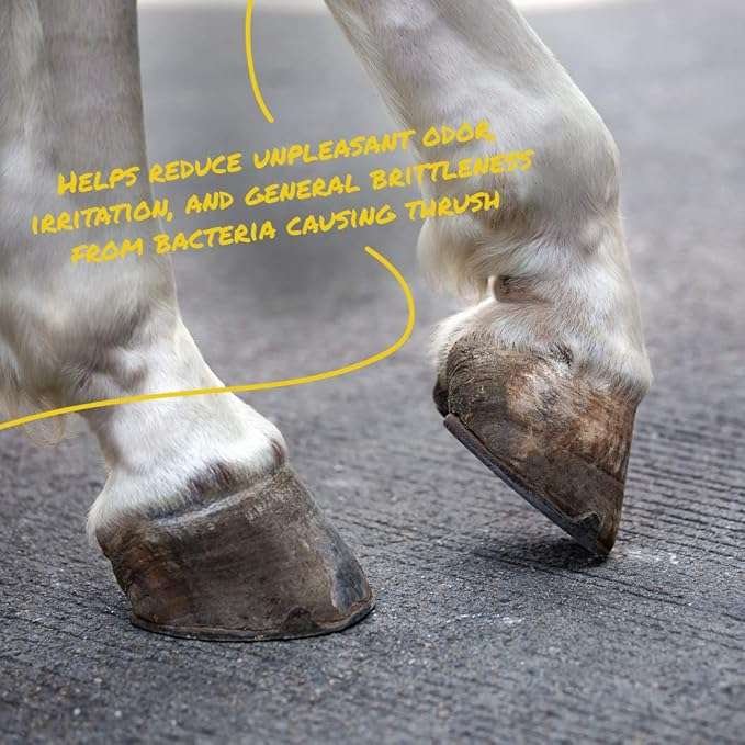 Corona Thrush+Shield