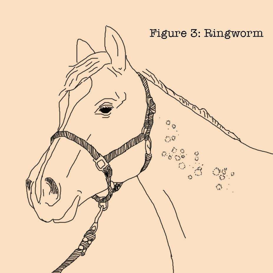 Absorbin Fungasol Ointment 368grm