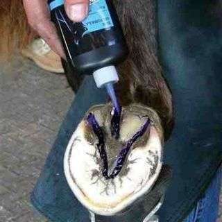 Frog Dressing Diamond