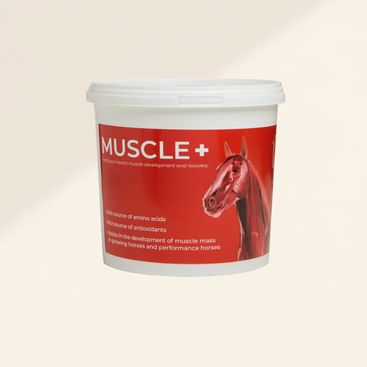 Muscle + (4 KG)