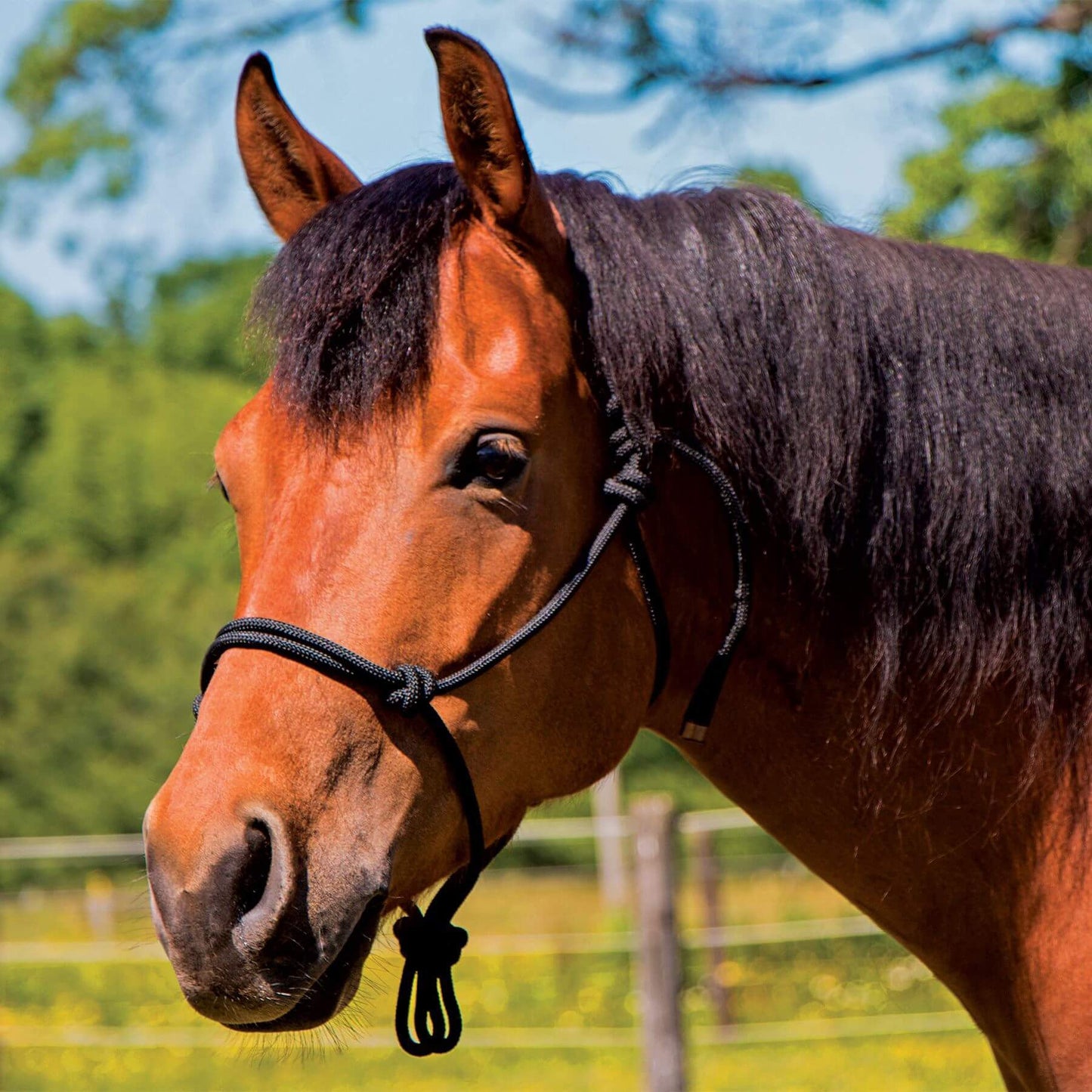 Beucephal Rope Halter Beucephal
