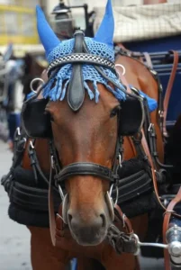 Horse fitted with Tack & Track's ergonomic saddle and bridle during a training session