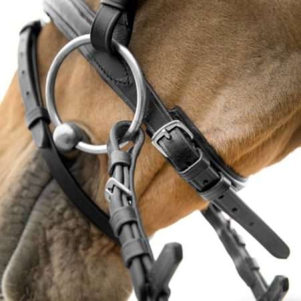 High-performance racing and endurance gear for horses – built for speed and stamina.