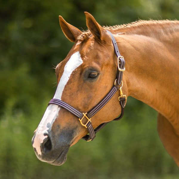 Halters and lead ropes for horses - secure and durable options for control