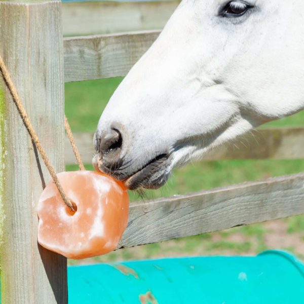 Equestrian salt block holders designed for easy access and secure placement